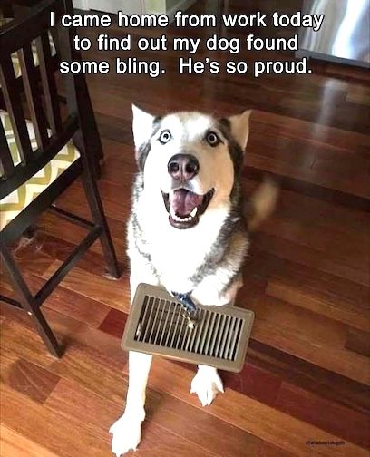 dog bling t glenn.jpg